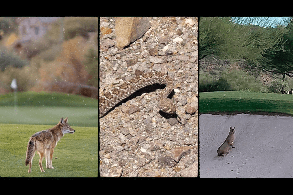 Wildlife on The Golf Courses of The Southwest - Golfista Apparel Co.